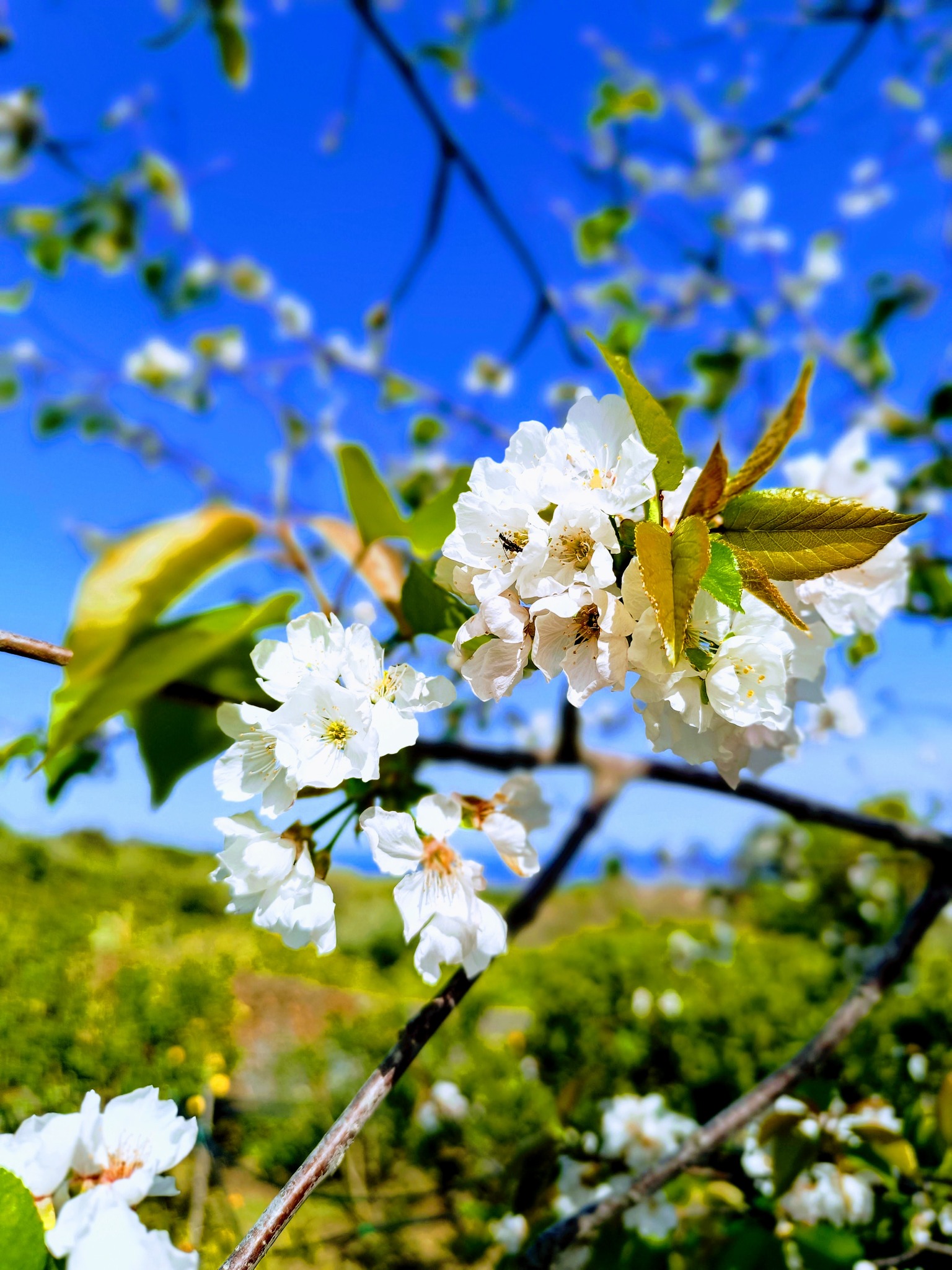 Fioritura