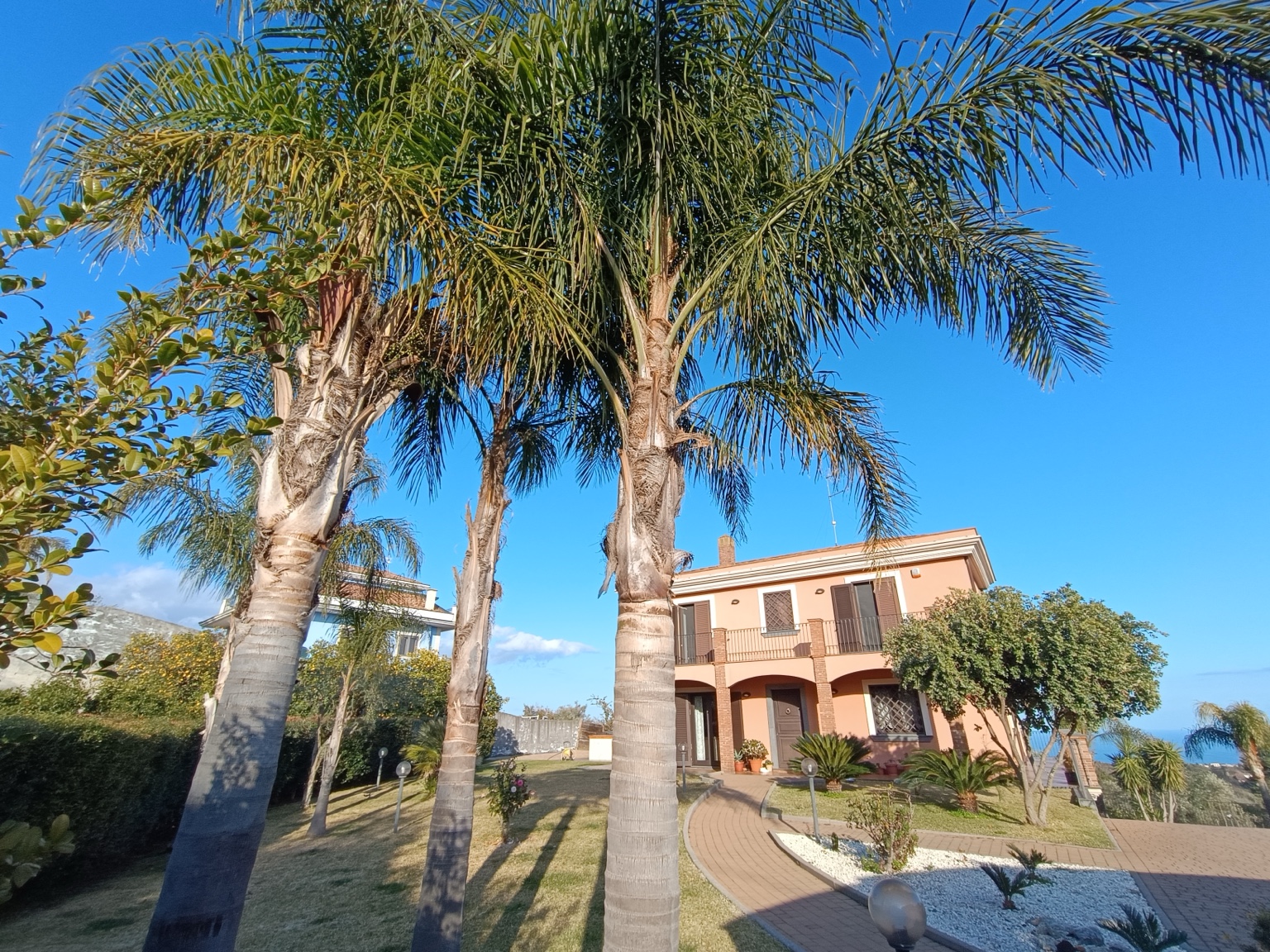 Galleria - giardino e palme